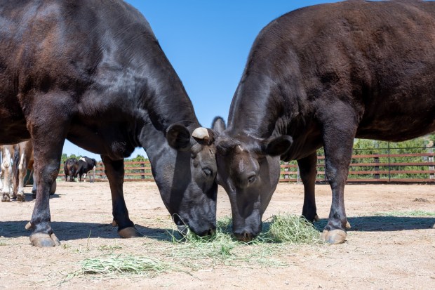 Liberty and Indigo, a mother-daughter duo, were rescued by actor Joaquin Phoenix from Manning Beef in 2020 and now live at Farm Sanctuary in Acton. (Photo courtesy of Farm Sanctuary)