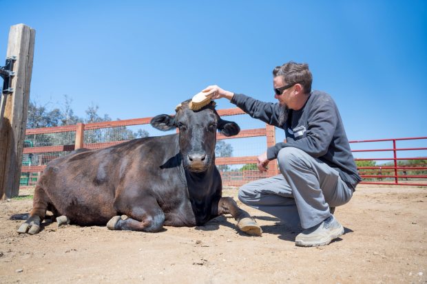 Liberty the Cow gave birth to her calf Indigo at Manning Beef in Pico Rivera in 2020. The two were later rescued and found a home at Farm Sanctuary in Acton. (Photo courtesy of Farm Sanctuary)