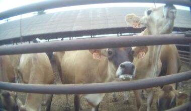 Los Angeles’ last cow slaughterhouse closes in Pico Rivera. Advocates want to keep it that way – Whittier Daily News