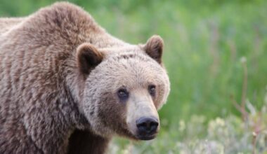 2 in critical condition after reported grizzly bear attack in Bella Coola, RCMP say students may be involved