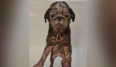 Wrinkly Pink Puppy With ‘Cracked’ Skin Completely Transforms After Finding Love