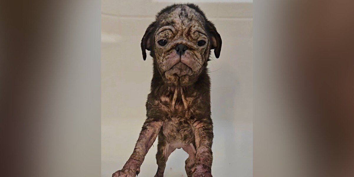 Wrinkly Pink Puppy With ‘Cracked’ Skin Completely Transforms After Finding Love