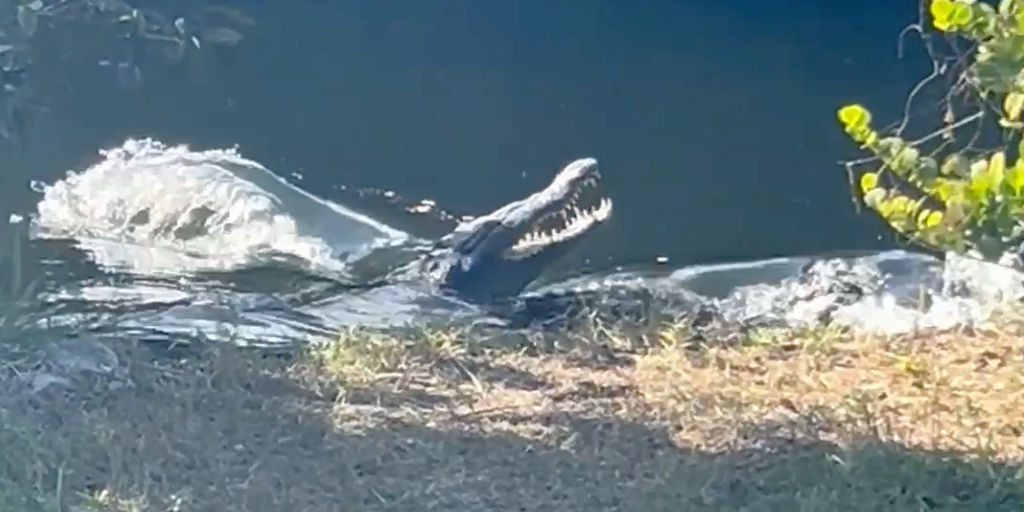VIDEO: Crocodile challenges alligator in Everglades National Park