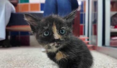 Houston Humane Society seeks holiday fosters for pets in need