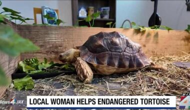 Endangered tortoise inspires Jacksonville conservation movement