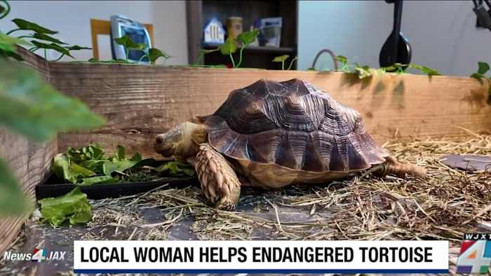 Endangered tortoise inspires Jacksonville conservation movement