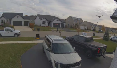 Eagle drops rabbit on Genoa veteran’s truck