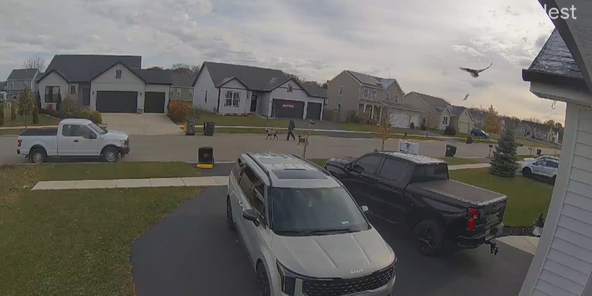 Eagle drops rabbit on Genoa veteran’s truck