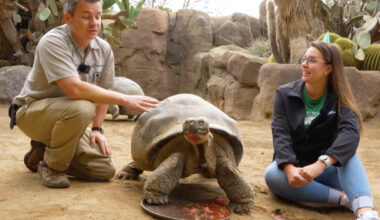'Queen of the Zoo,' Gramma the tortoise, dies after century at San Diego Zoo