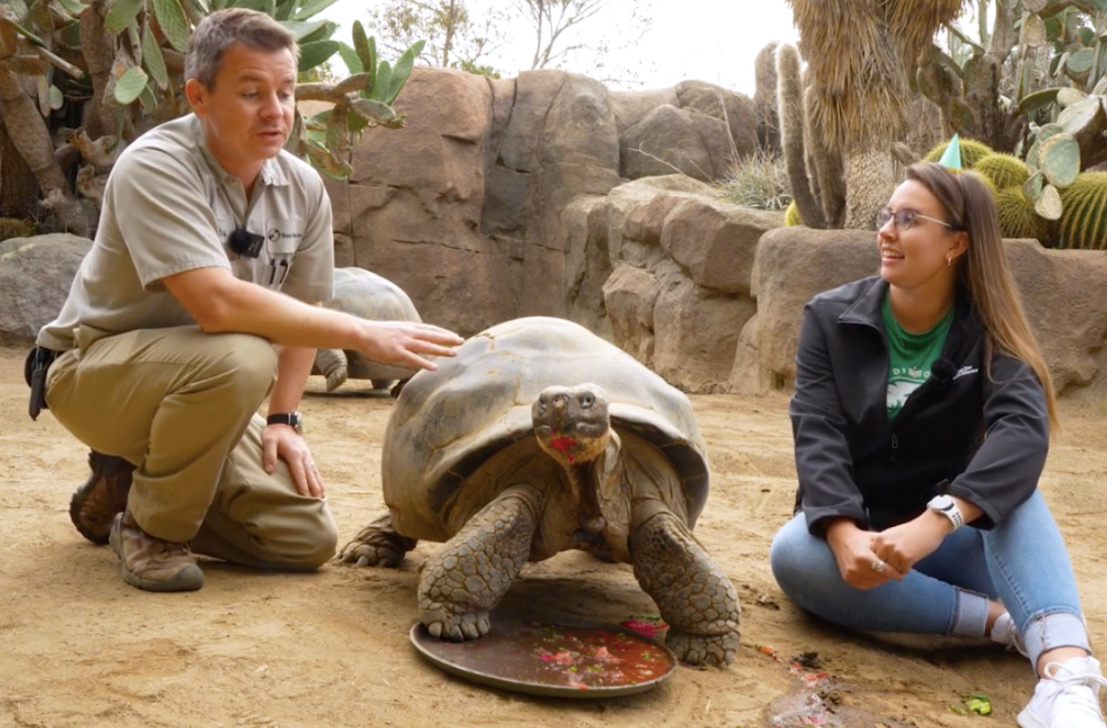 'Queen of the Zoo,' Gramma the tortoise, dies after century at San Diego Zoo