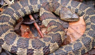 WATCH: Snake swallows fish whole
