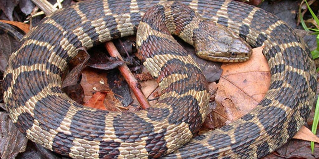WATCH: Snake swallows fish whole