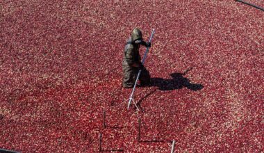 The tart berry that’s packed with antioxidants, fiber and vitamins