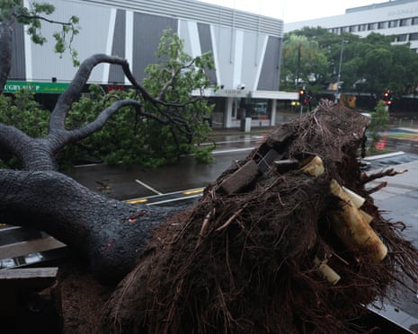 Giant trees ripped from their roots in Darwin CBD