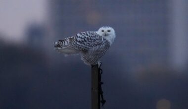 Pair of snowy owls spotted along Lake Michigan beach near near Montrose Point Bird Sanctuary draws crowds in Chicago
