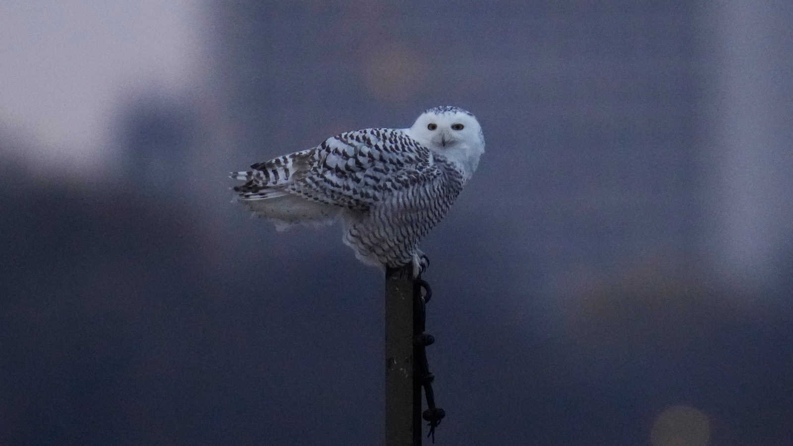 Pair of snowy owls spotted along Lake Michigan beach near near Montrose Point Bird Sanctuary draws crowds in Chicago