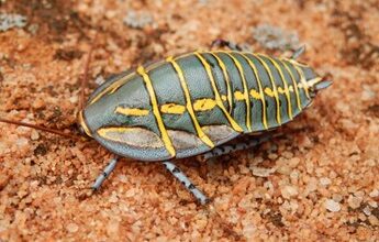 Readers’ wildlife photos – Why Evolution Is True