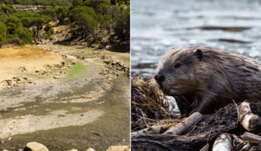 Beavers were brought to the desert to save a dying river. Six years later, here are the results.