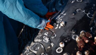 ‘An honor and such a blessing’: People come together to mourn and learn from beached whale in Oregon
