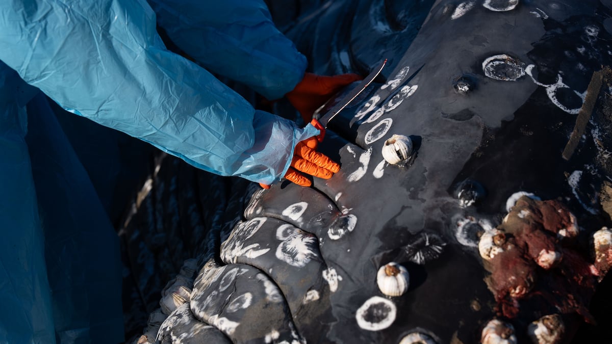 ‘An honor and such a blessing’: People come together to mourn and learn from beached whale in Oregon