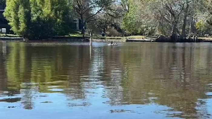 Dead fish, ducks at Northeast Side lake draw swarms of vultures