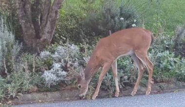Roanoke struggles with deer population as culling season approaches