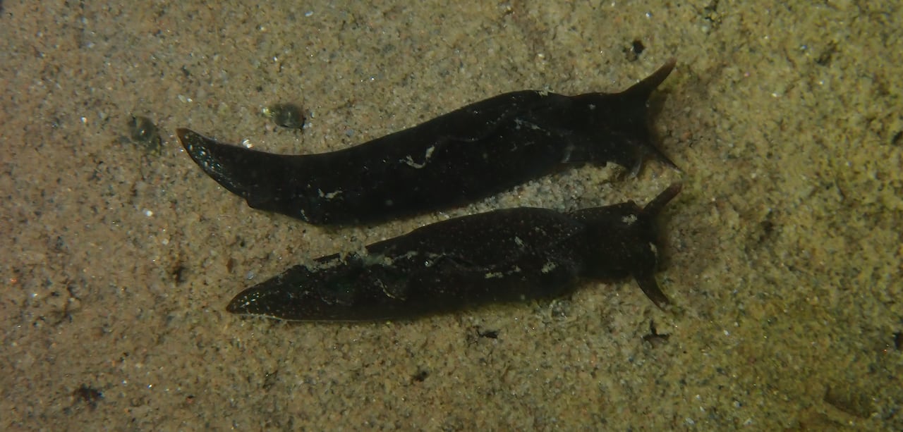 Two dark slugs appear against the silty ocean floor.