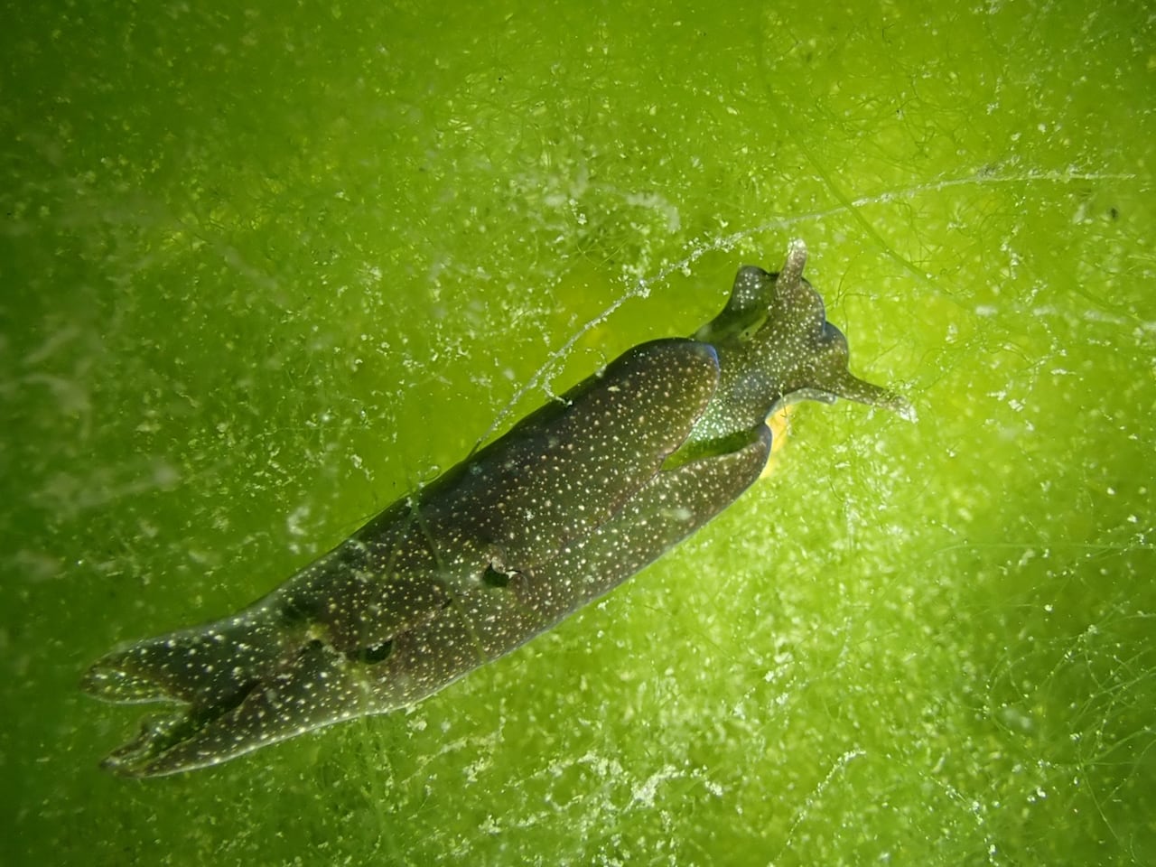 A sea slug is seen from above, curled up, against a background of algae.