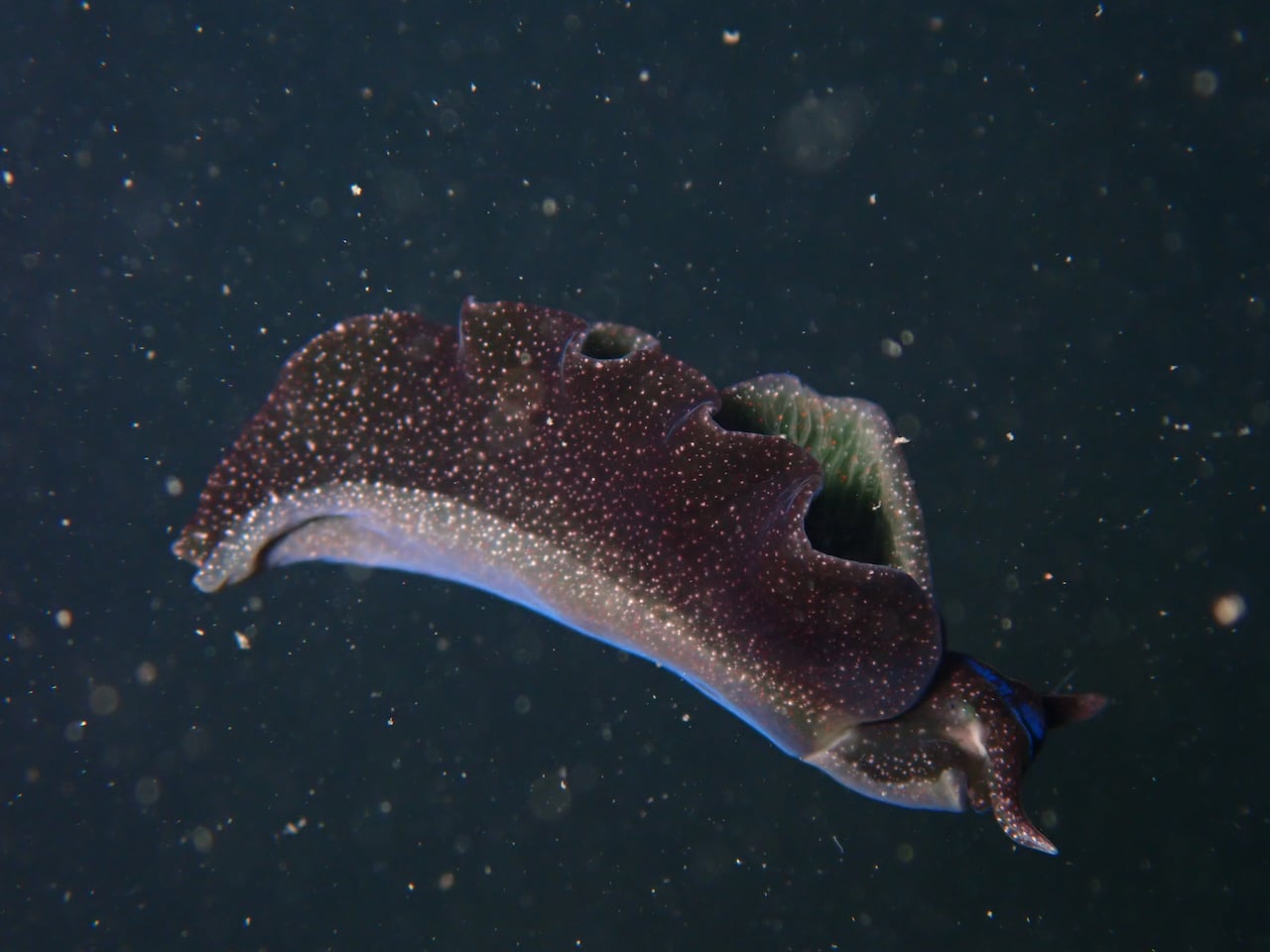 A dark, speckled sea slug, seen from its side, floats in the water against a dark blue background. Its back flaps, which have wavy edges, are raised up away from its body.