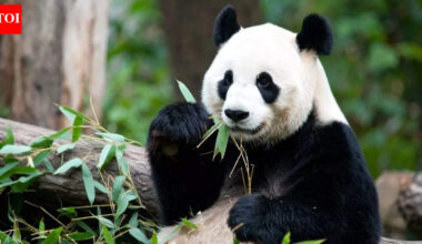 Animals we think are 'useless' and the surprising purpose they actually serve |