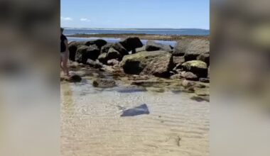 Beachgoers See Shadow In Emptying Tide Pool And Race To Save Trapped Animal