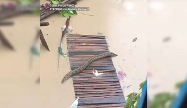 Have You Seen This? Typhoon Tino leads to giant python's appearance in Philippine city