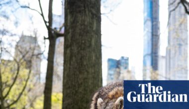 City life is reshaping raccoons – and may be nudging them toward domestication | Wildlife