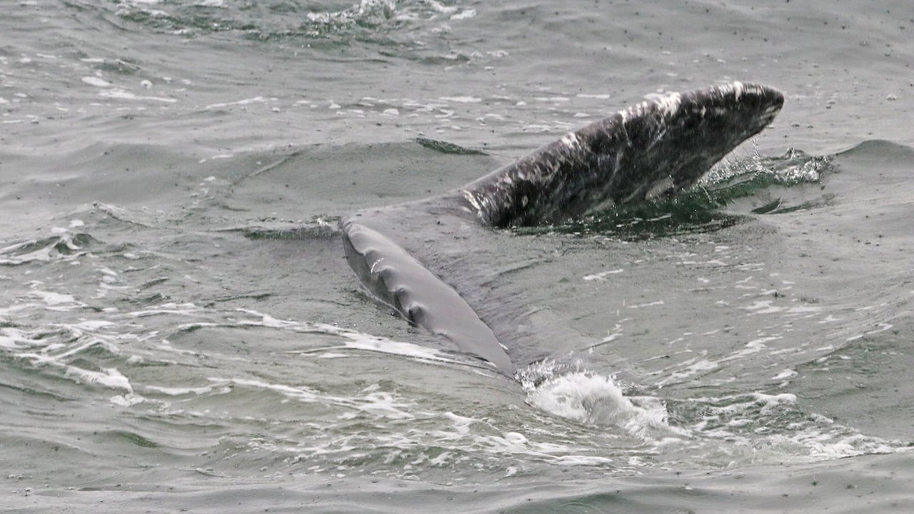 A grey whale turns over in the water 