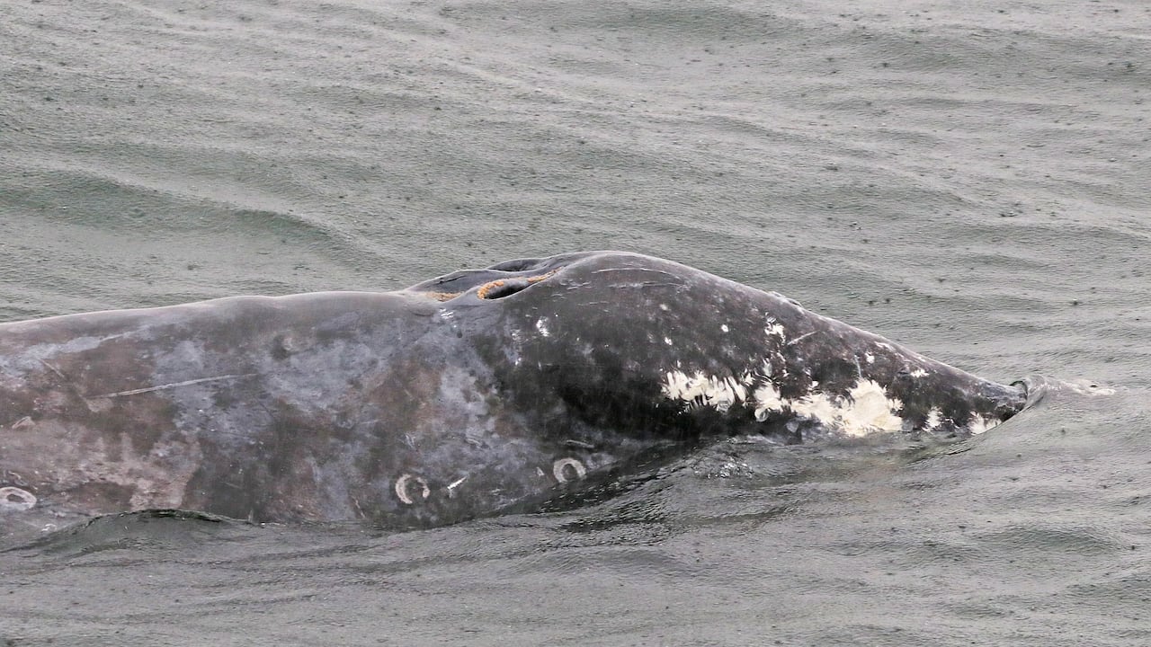 A close up photo of a grey whale