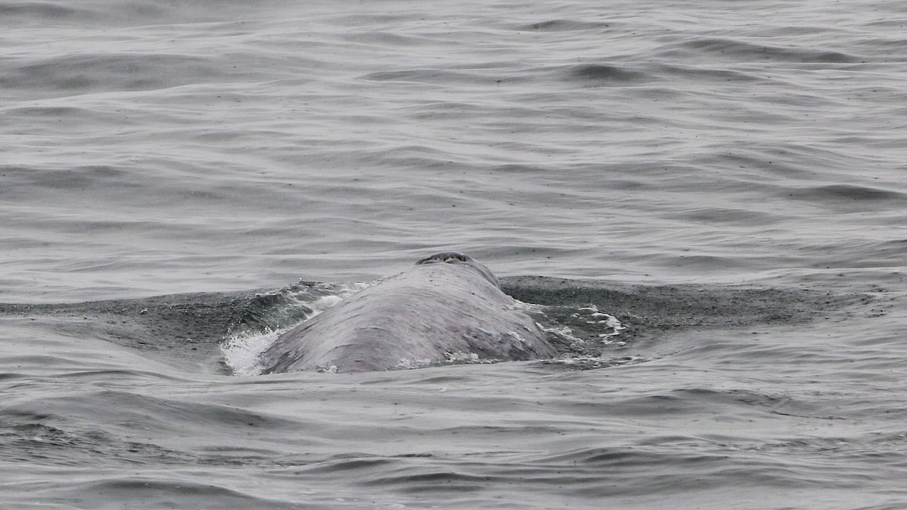 Little patch swims off the Sunshine Coast