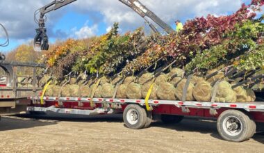 1,650 trees distributed for NY’s 25 Million Trees initiative | News, Sports, Jobs