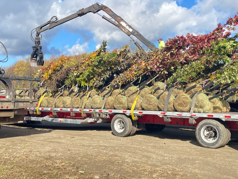 1,650 trees distributed for NY’s 25 Million Trees initiative | News, Sports, Jobs