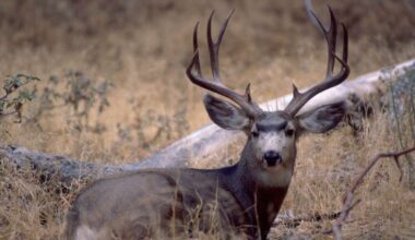 New research shows drought conditions drive deer populations to croplands, urban environments