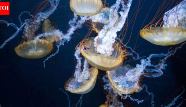 5 animals that survive without a brain