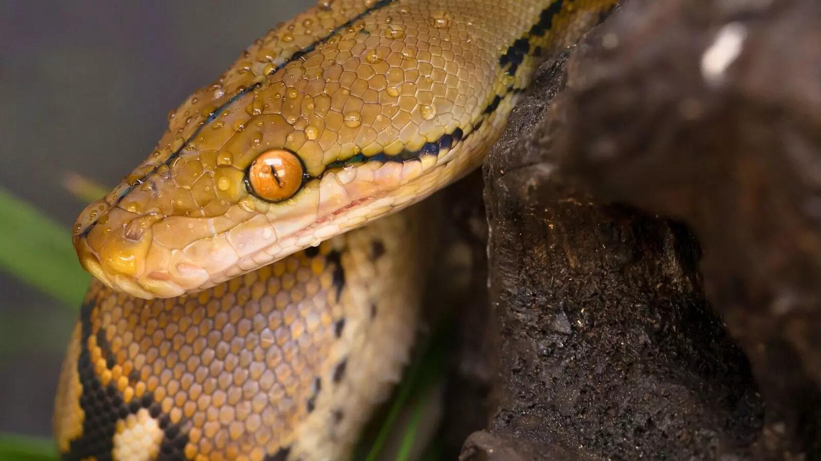 Nature’s wonders: 9 female animals that reproduce without males