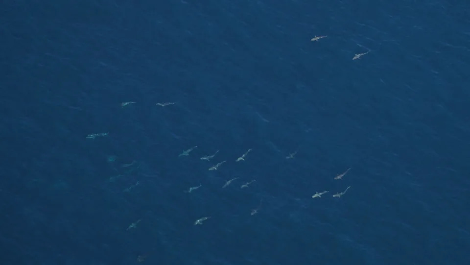 A photo taken by researchers doing an aerial survey of whales shows a large school of about 400 spinner sharks about 10 miles south of Block Island in August 2025.