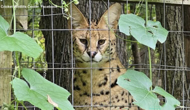 Wildcats escape Cricket Wildlife Center in Pennsylvania after enclosure damaged by fallen tree