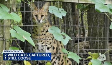 2 wildcats captured, 1 still on loose after escaping from Cricket Wildlife Center after enclosure damaged by fallen tree