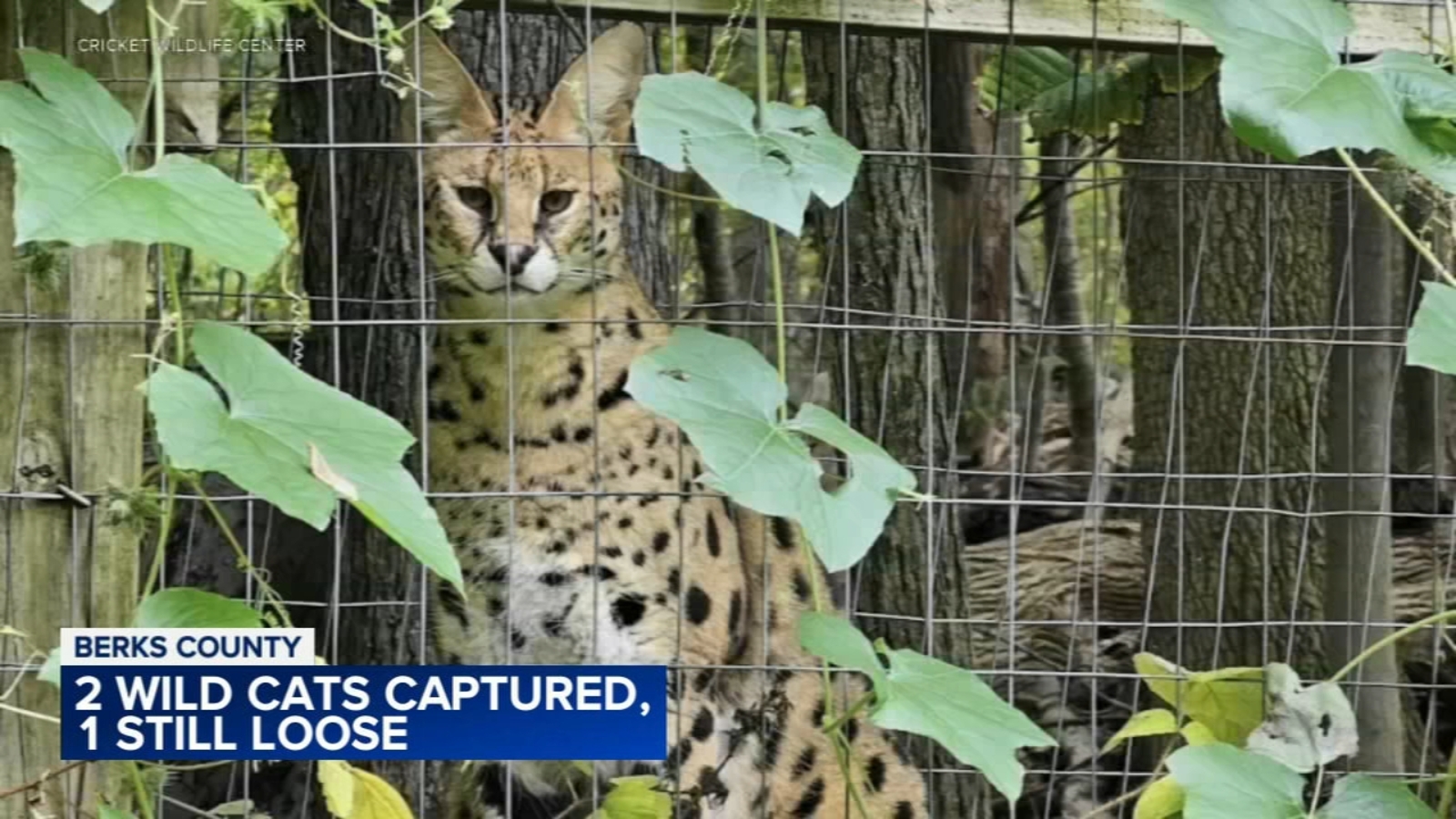 2 wildcats captured, 1 still on loose after escaping from Cricket Wildlife Center after enclosure damaged by fallen tree