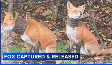 Fox with Plastic Piping Stuck on Neck Caught in Broomall