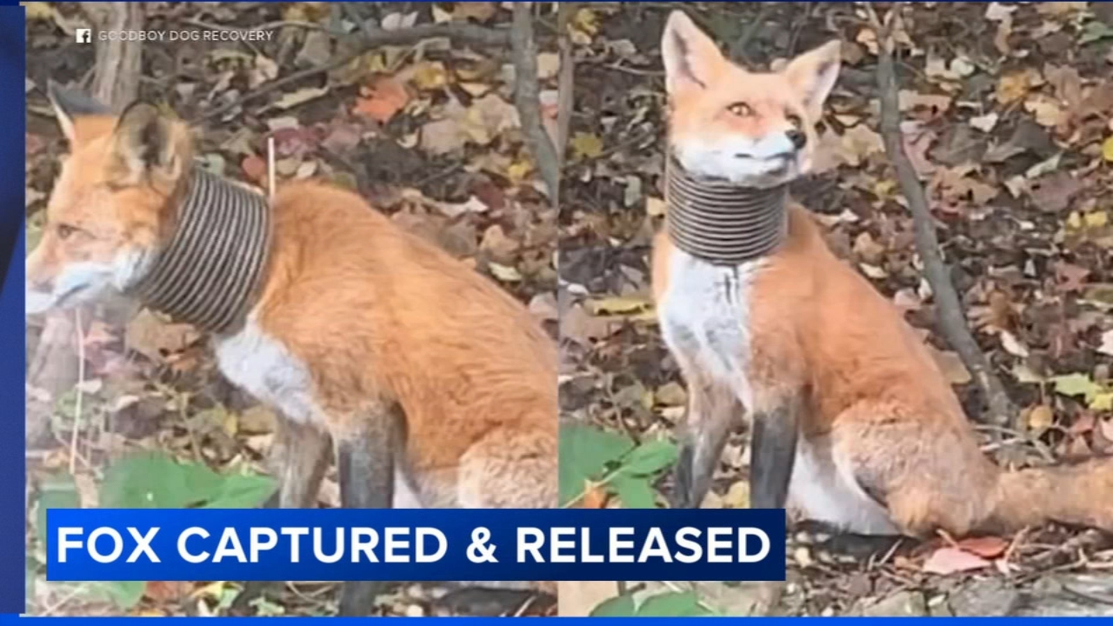 Fox with Plastic Piping Stuck on Neck Caught in Broomall