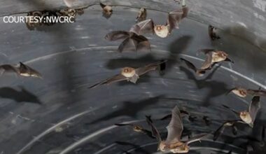 Large bat colony discovered in Wake County stormwater system