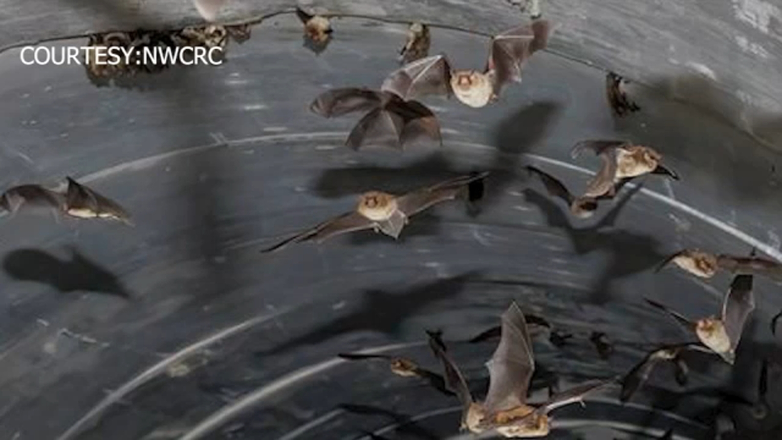 Large bat colony discovered in Wake County stormwater system