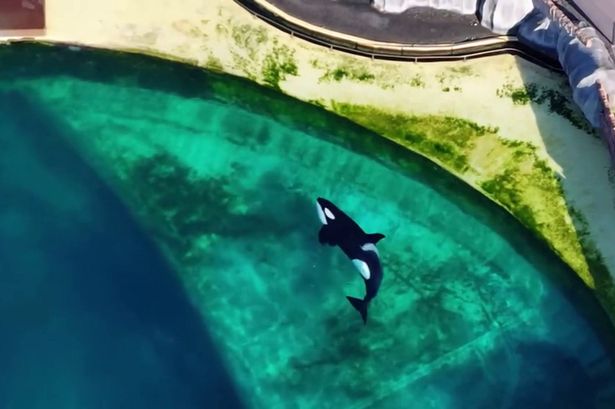 One of the Orcas, trapped in an abandoned marine park in Marineland Antibes. Drone footage reveals the depressing living conditions of two orcas and 12 dolphins currently stuck in an abandoned marine park. 